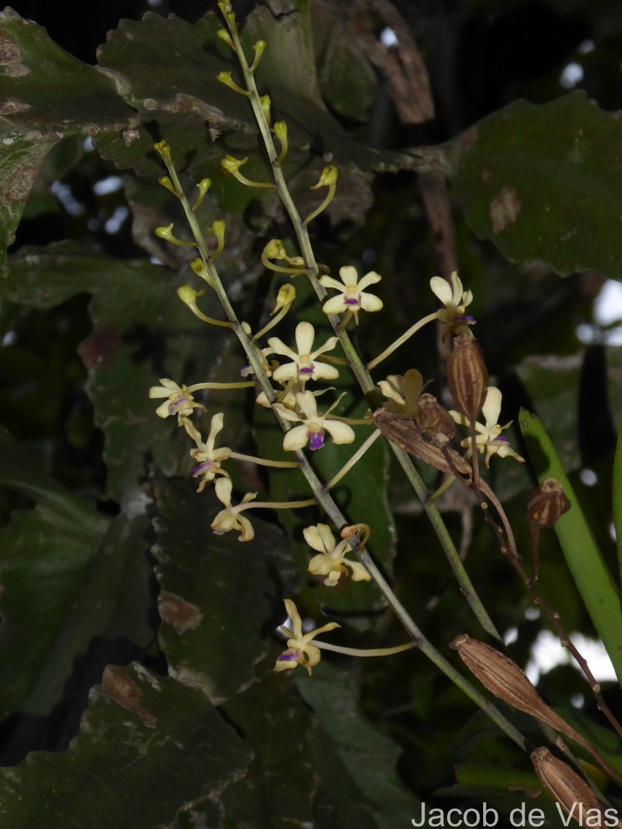 Vanda testacea (Lindl.) Rchb.f.